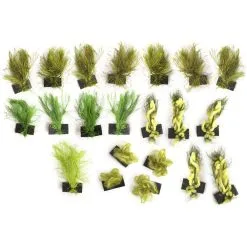 Pikotech Kit Quick Seaweeds Morph Green Hood